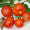 TOMATO TIGERELLA seed image