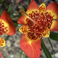 TIGRIDIA PAVONIA MIXED COLOURS seed image