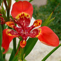 TIGRIDIA PAVONIA RED seed image