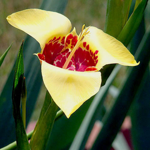 TIGRIDIA PAVONIA YELLOW seed image