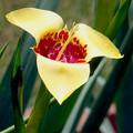 TIGRIDIA PAVONIA YELLOW seed image