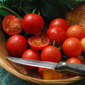 TOMATO TOMMY TOE seed image