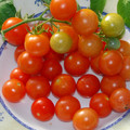 TOMATO TONADOSE DE CONORES seed image