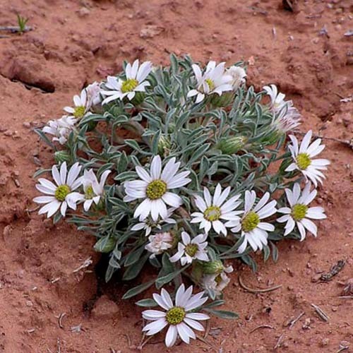 TOWNSENDIA INCANA seed image
