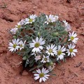 TOWNSENDIA INCANA seed image