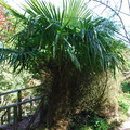 TRACHYCARPUS FORTUNEI seed image