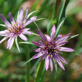 TRAGOPOGON PORRIFOLIUS seed image