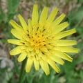 TRAGOPOGON PRATENSIS seed image