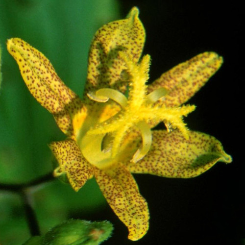 TRICYRTIS LATIFOLIA seed image