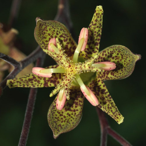 TRICYRTIS PUBERULA seed image