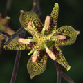 TRICYRTIS PUBERULA seed image