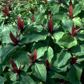 TRILLIUM CHLOROPETALUM seed image