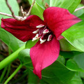TRILLIUM ERECTUM seed image