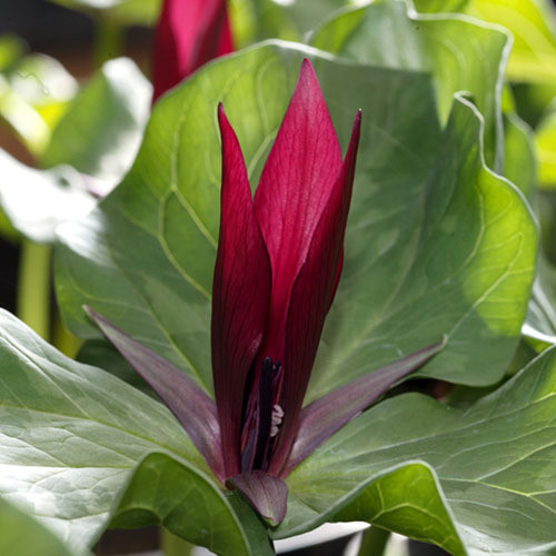 TRILLIUM KURABAYASHII seed image