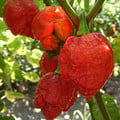 PEPPER TRINIDAD MORUGA SCORPION seed image