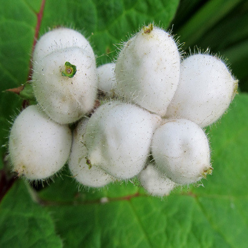 TRIOSTEUM PINNATIFIDUM seed image