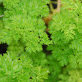 HERB TRIPLE CURLED PARSLEY seed image