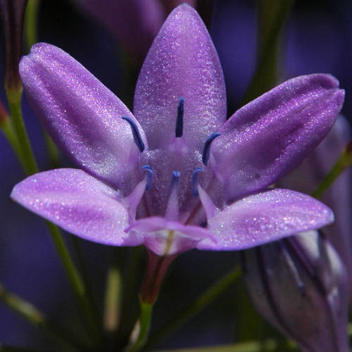 TRITELEIA BRIDGESII seed image