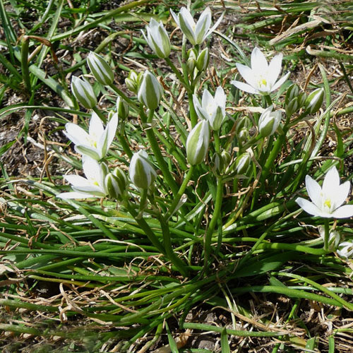 TRITELEIA HYACINTHINA seed image