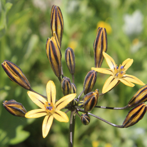 TRITELEIA IXIOIDES seed image