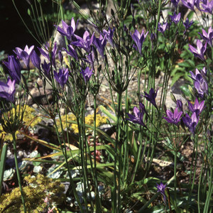 TRITELEIA LAXA (BRODIAEA LAXA) seed image
