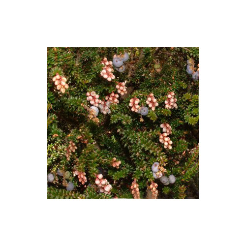 TROCHOCARPA THYMIFOLIA seed image
