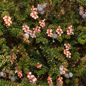 TROCHOCARPA THYMIFOLIA seed image