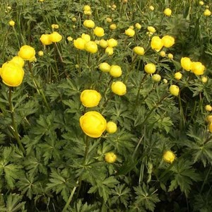 TROLLIUS EUROPAEUS seed image