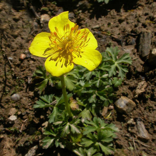 Trollius vaginatus