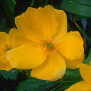 TROLLIUS YUNNANENSIS seed image