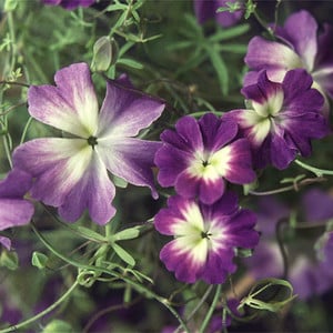 TROPAEOLUM AZUREUM seed image