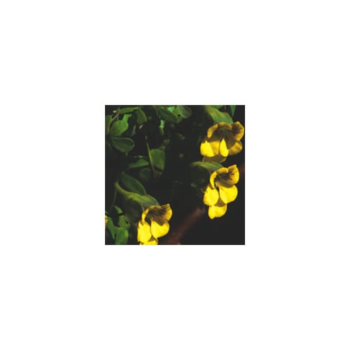 TROPAEOLUM BRACHYCERAS seed image