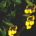 TROPAEOLUM BRACHYCERAS seed image