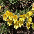 TROPAEOLUM LEPTOPHYLLUM seed image