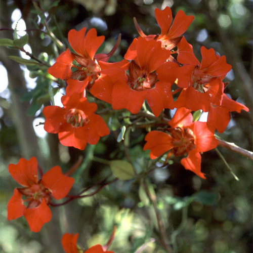 TROPAEOLUM SPECIOSUM SEEDS seeds) (Flame Nasturtium, Flame Flower".) - World Seeds