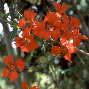 TROPAEOLUM SPECIOSUM seed image