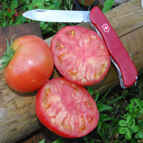 TOMATO TRUCKER'S FAVOURITE seed image