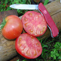 TOMATO TRUCKER'S FAVOURITE seed image
