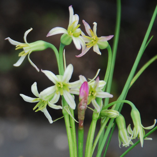 TULBAGHIA COMINSII seed image