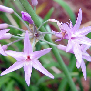 TULBAGHIA VIOLACEA seed image