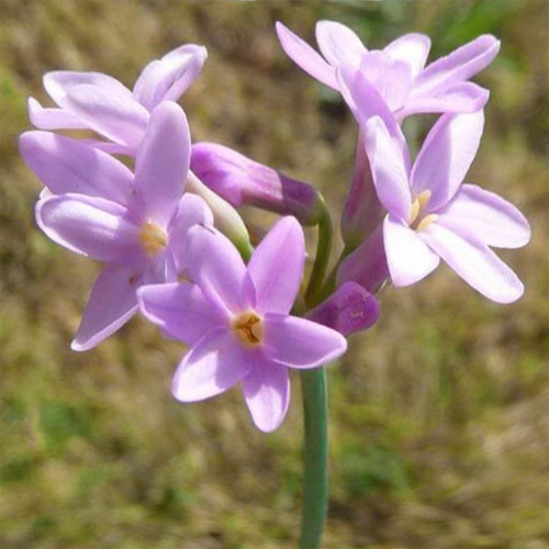 TULBAGHIA VIOLACEA MARITIMA seed image