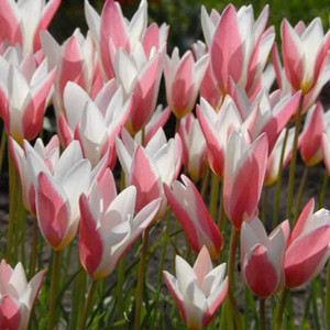 TULIPA CLUSIANA seed image