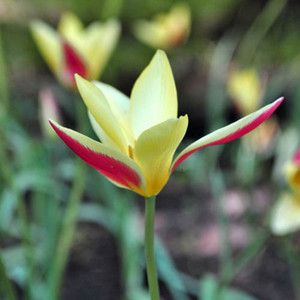TULIPA CLUSIANA 'TINKA' seed image