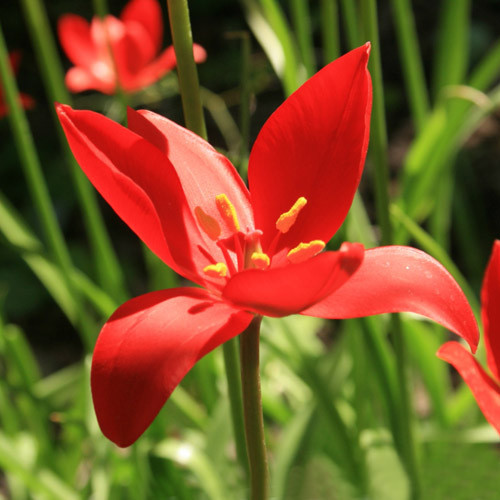TULIPA SPRENGERI seed image