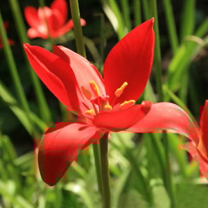 TULIPA SPRENGERI seed image