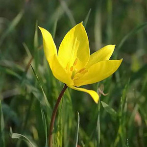 TULIPA SYLVESTRIS seed image