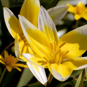 TULIPA TARDA seed image