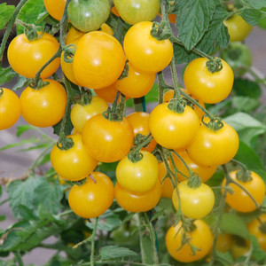 TOMATO TUMBLING TOM JUNIOR YELLOW seed image
