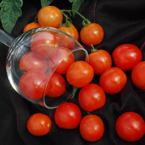 TOMATO TUMBLING TOM RED seed image