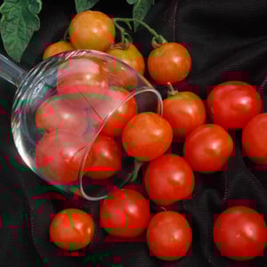 TOMATO TUMBLING TOM RED seed image